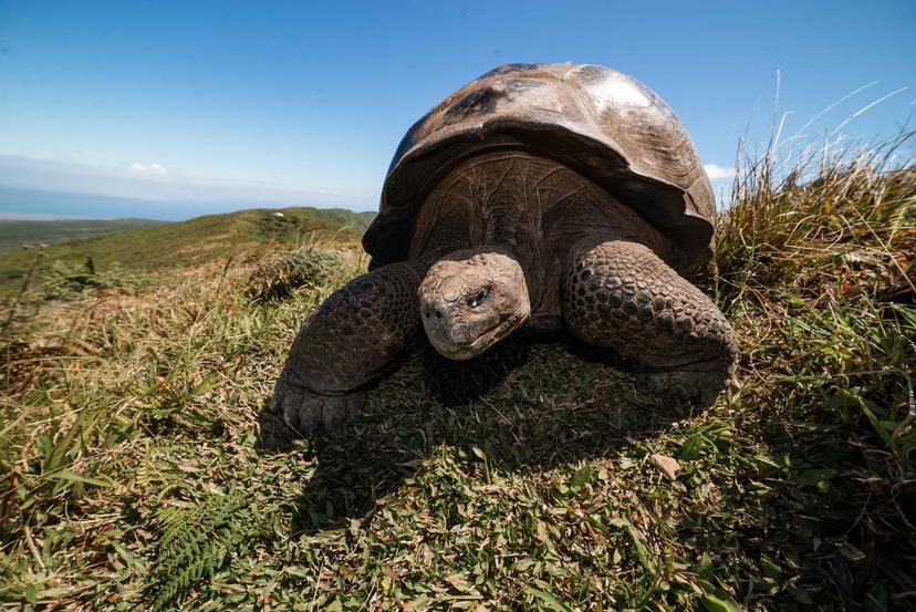 Galapagos: Hope For The Future Landscape