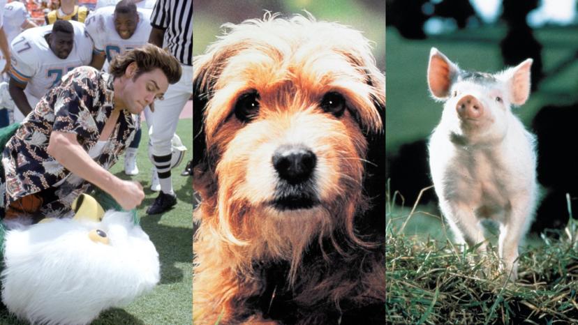 Films over vermiste dieren