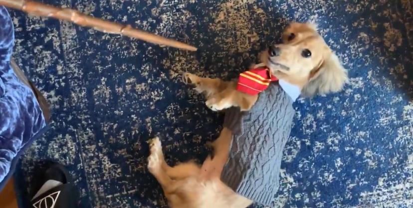 Stupefy! Deze hond luistert perfect naar Harry Potter-toverspreuken
