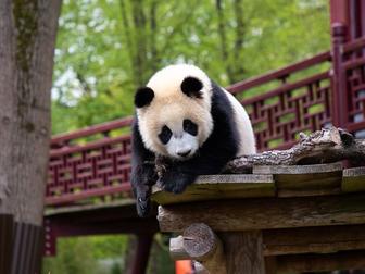 Ouwehands Dierenpark Rhenen