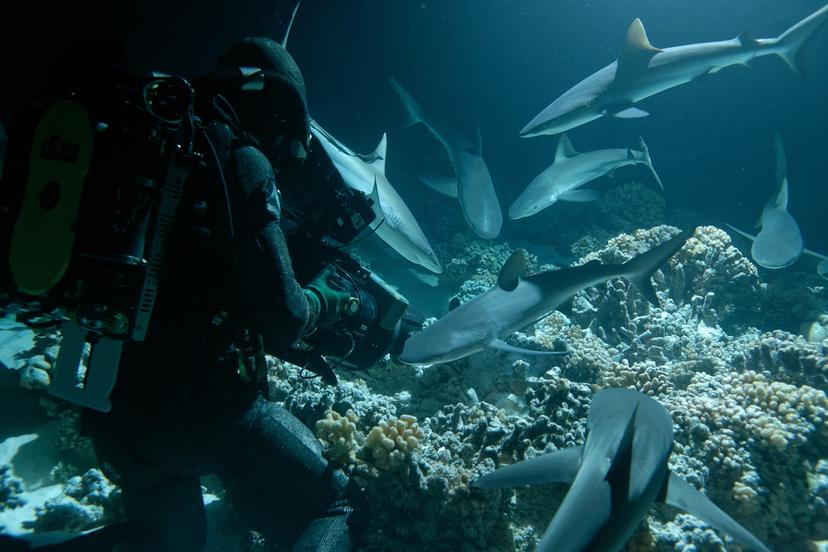 Cameraman Doug Anderson getting close up shots of the sharks hunting at night.  Fakarava, French Polynesia