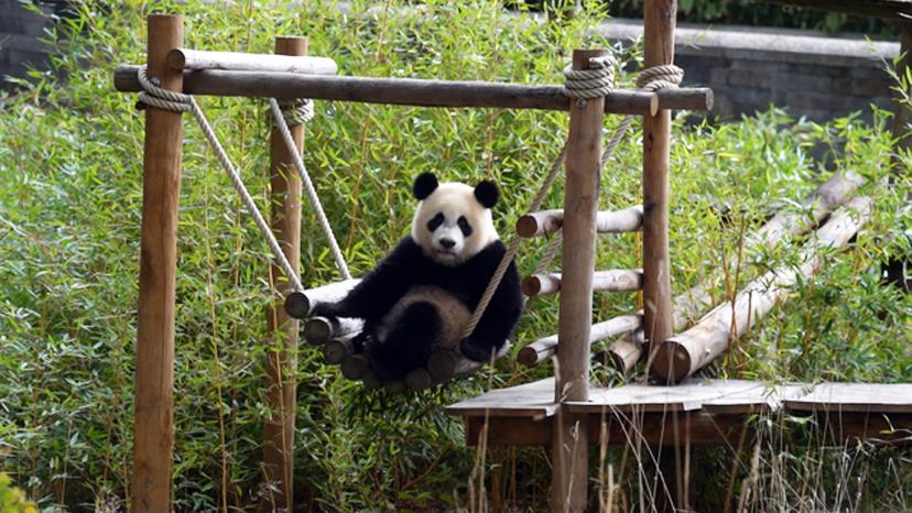 Het echte leven in de dierentuin 